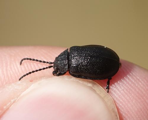 Galeruca luctuosa